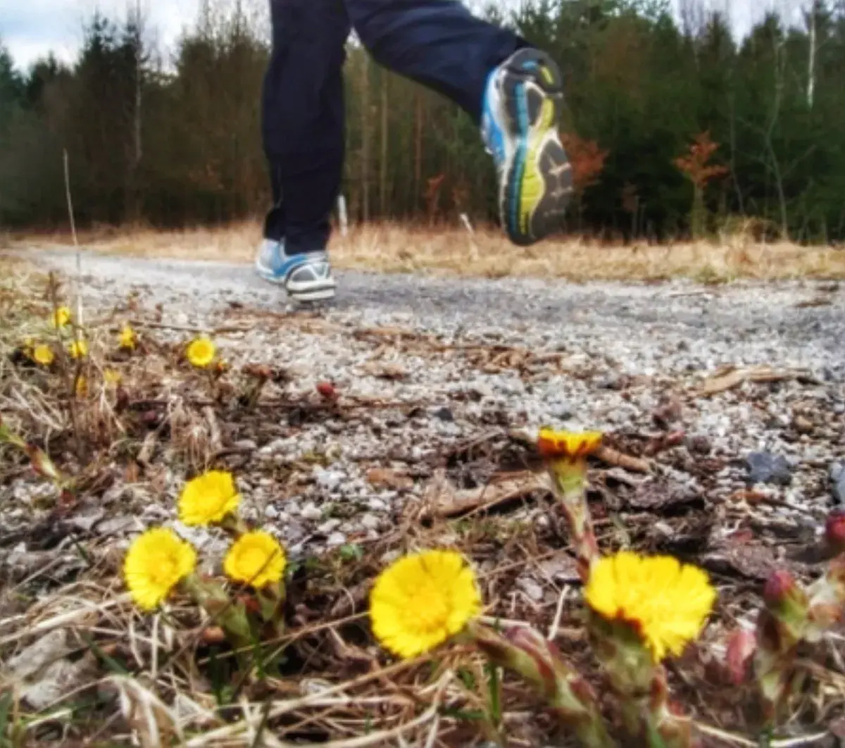 Byliny pro zdraví a lepší dech