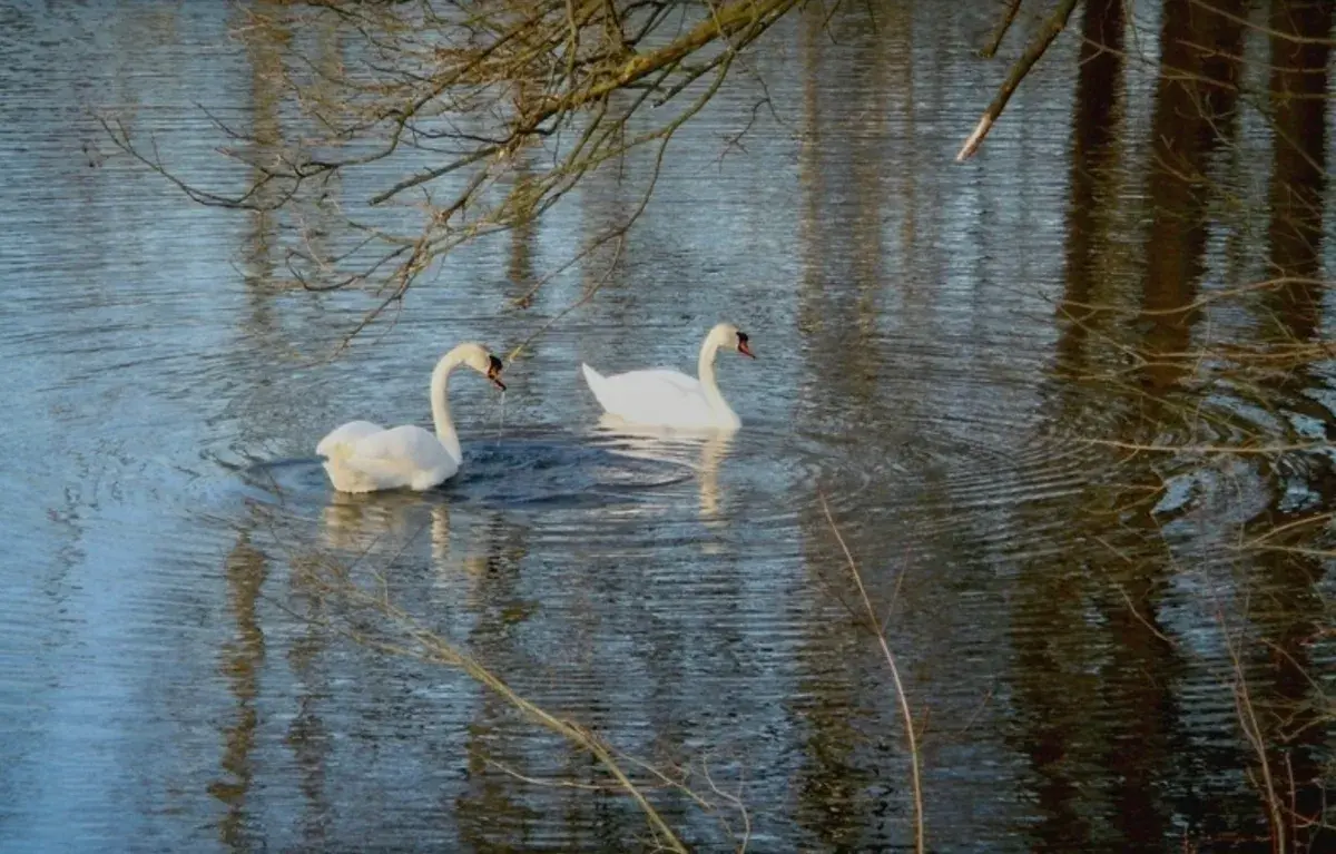 Važte svá přání a važte dobře, mohla by se splnit